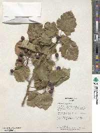 Crataegus lauta image