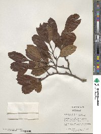 Crataegus crus-galli image