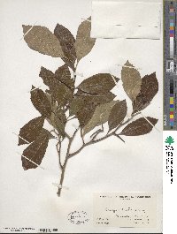 Crataegus crus-galli image