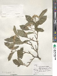 Crataegus crus-galli image