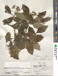 Crataegus crus-galli image