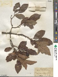 Crataegus crus-galli image