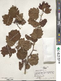 Crataegus macrosperma image