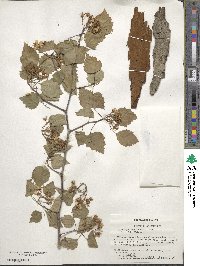 Crataegus macrosperma image