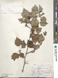 Crataegus macrosperma image