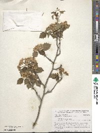 Crataegus macrosperma image