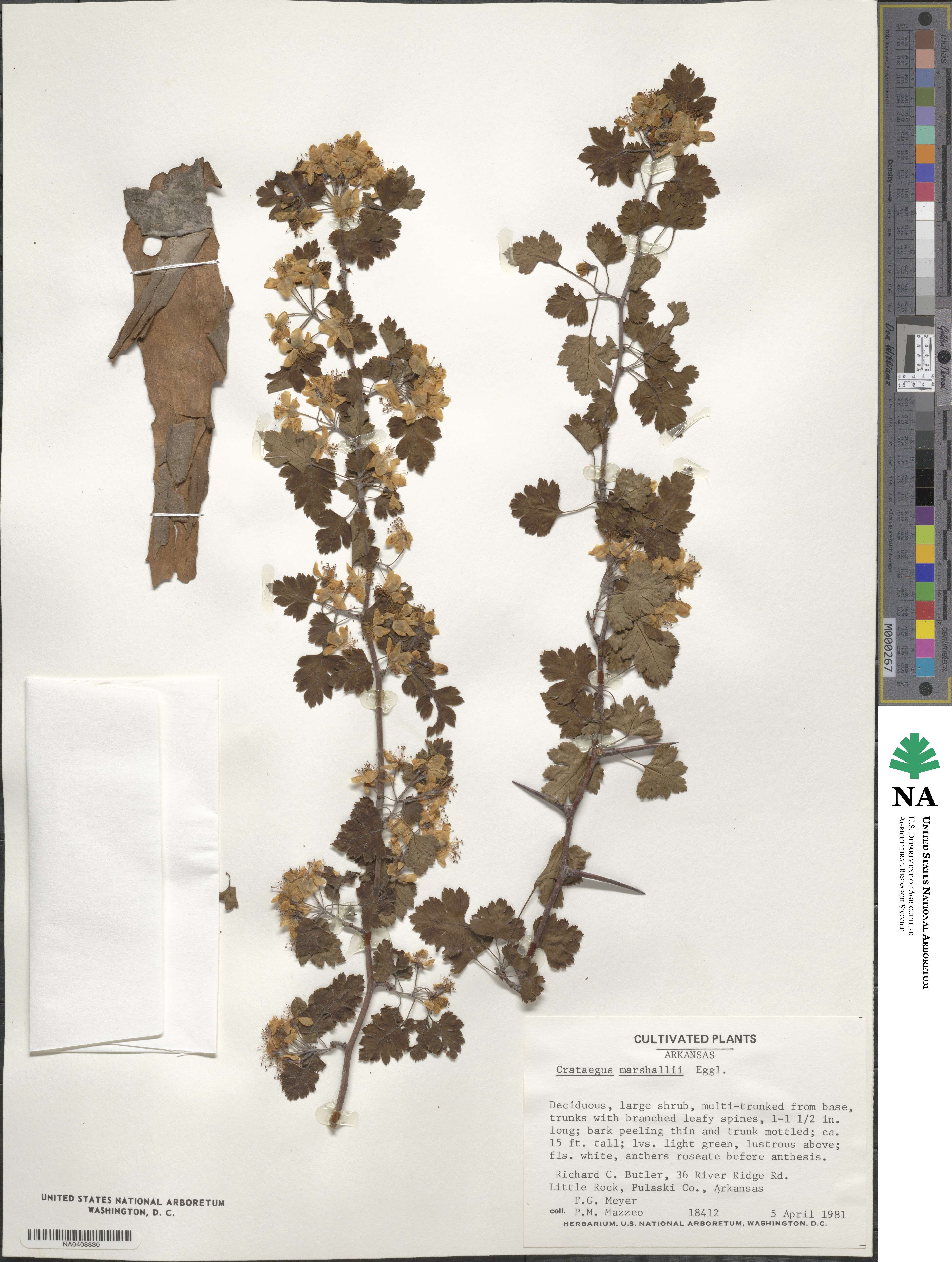 Crataegus marshallii image