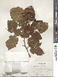 Crataegus mollis image