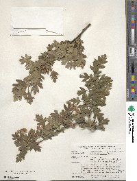 Crataegus monogyna image