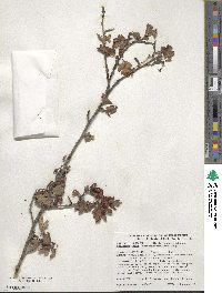 Crataegus monogyna image