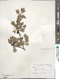 Crataegus monogyna image