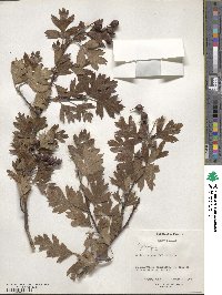 Crataegus monogyna image