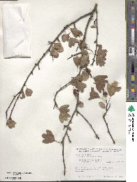 Crataegus monogyna image