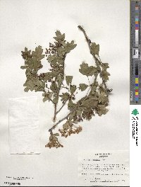 Crataegus monogyna image