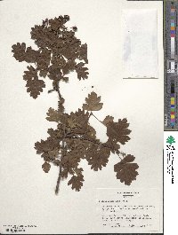 Crataegus monogyna image