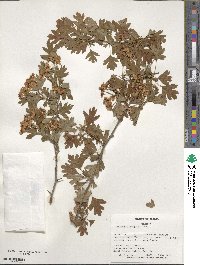 Crataegus monogyna image