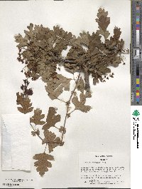 Crataegus monogyna image