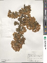 Crataegus monogyna image