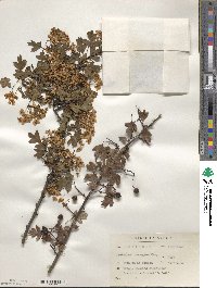 Crataegus monogyna image