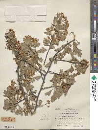 Crataegus monogyna image