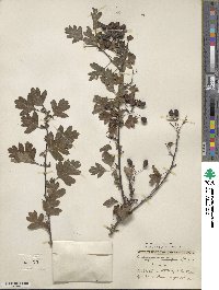 Crataegus monogyna image