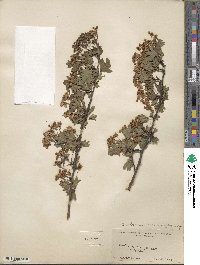 Crataegus monogyna image