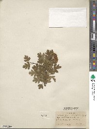 Crataegus monogyna image