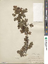 Crataegus monogyna image