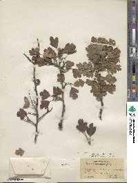 Crataegus monogyna image