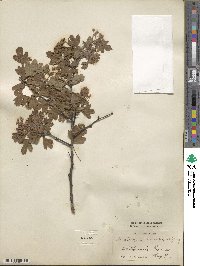 Crataegus monogyna image