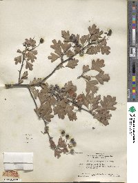 Crataegus monogyna image