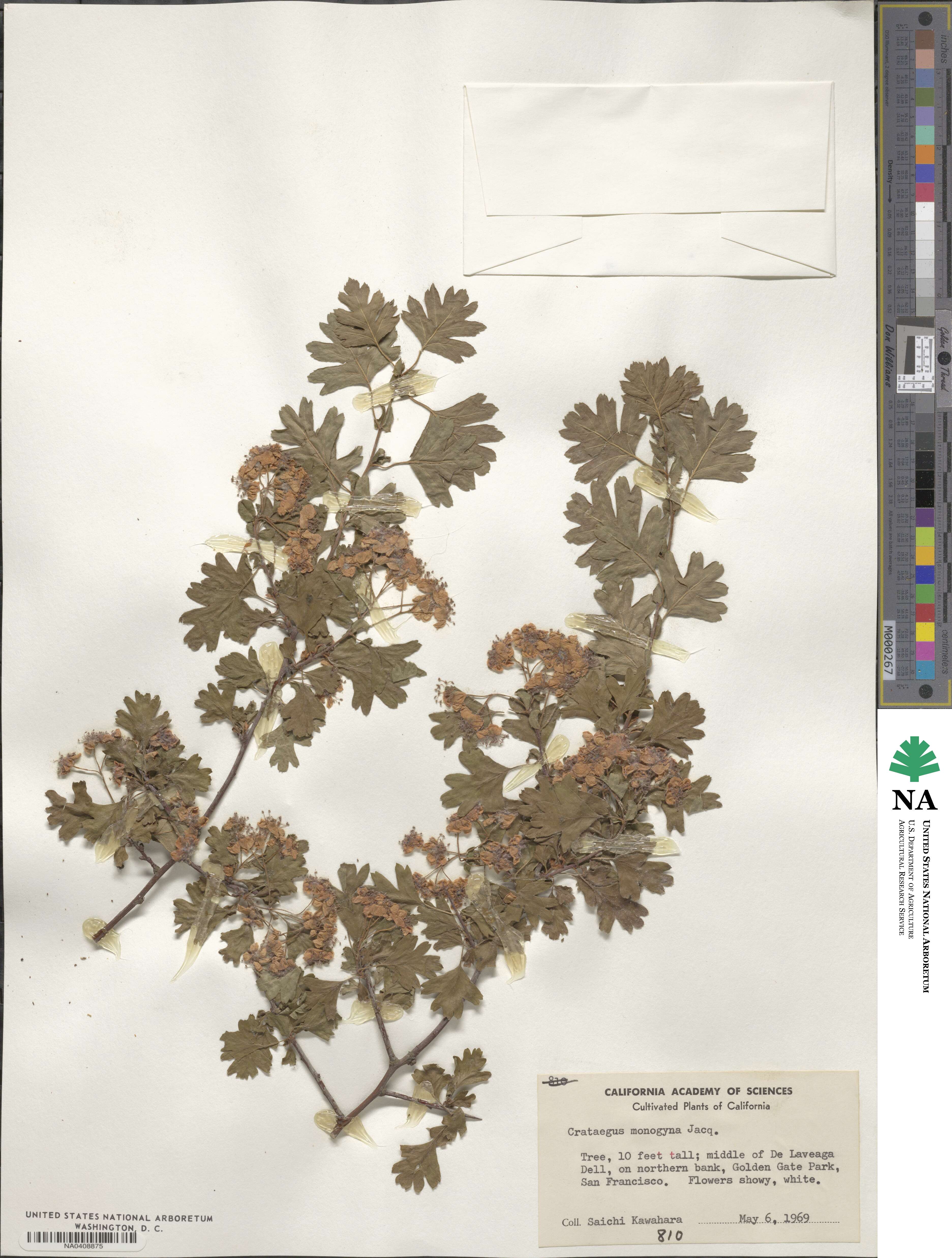 Crataegus monogyna image