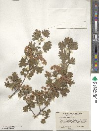 Crataegus monogyna image