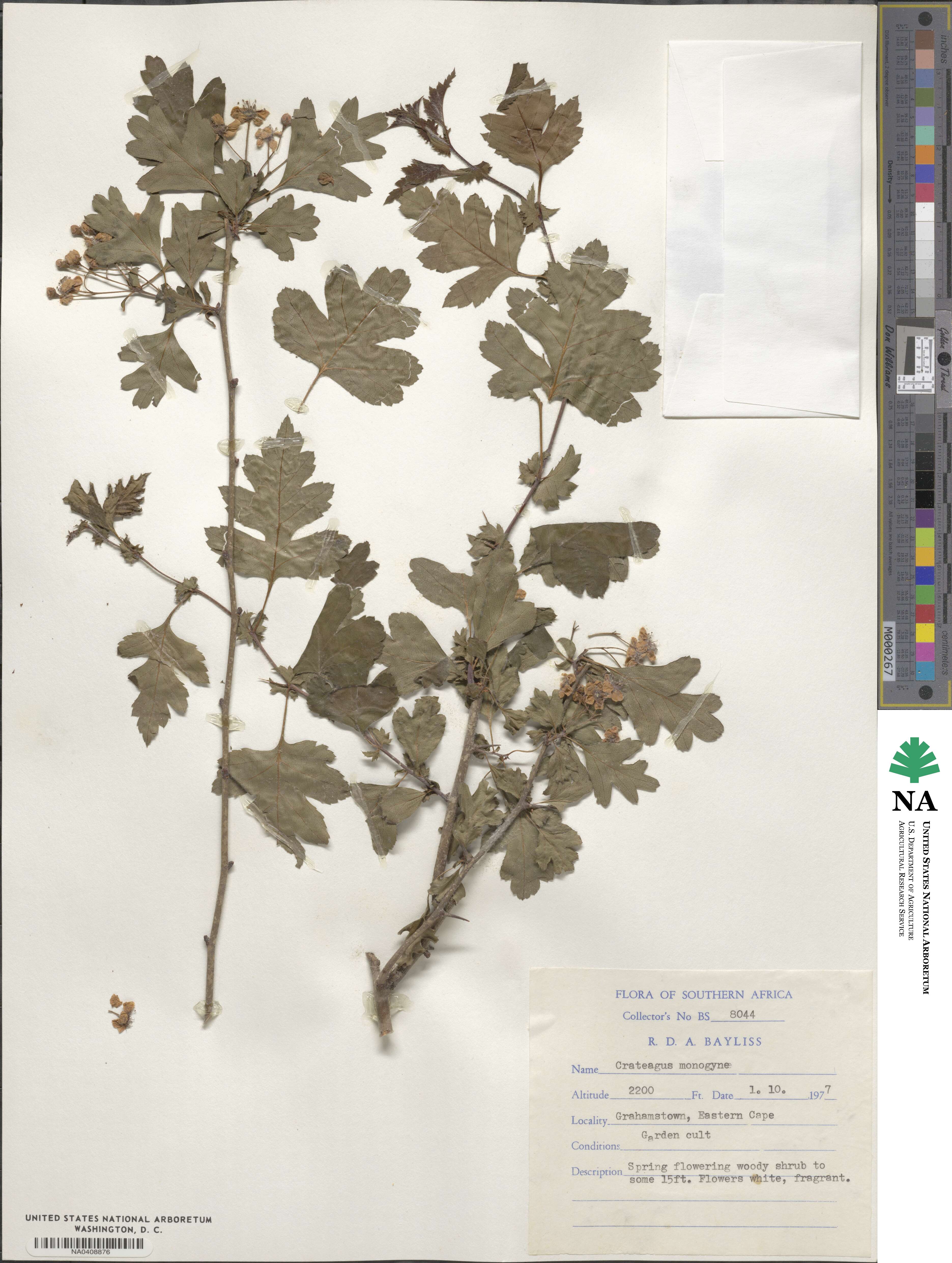 Crataegus monogyna image