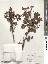 Crataegus monogyna image