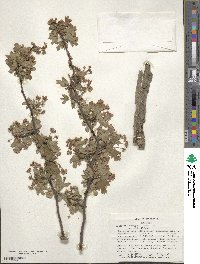 Crataegus monogyna image