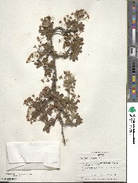 Crataegus monogyna image