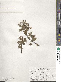 Crataegus monogyna image