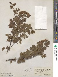 Crataegus monogyna image