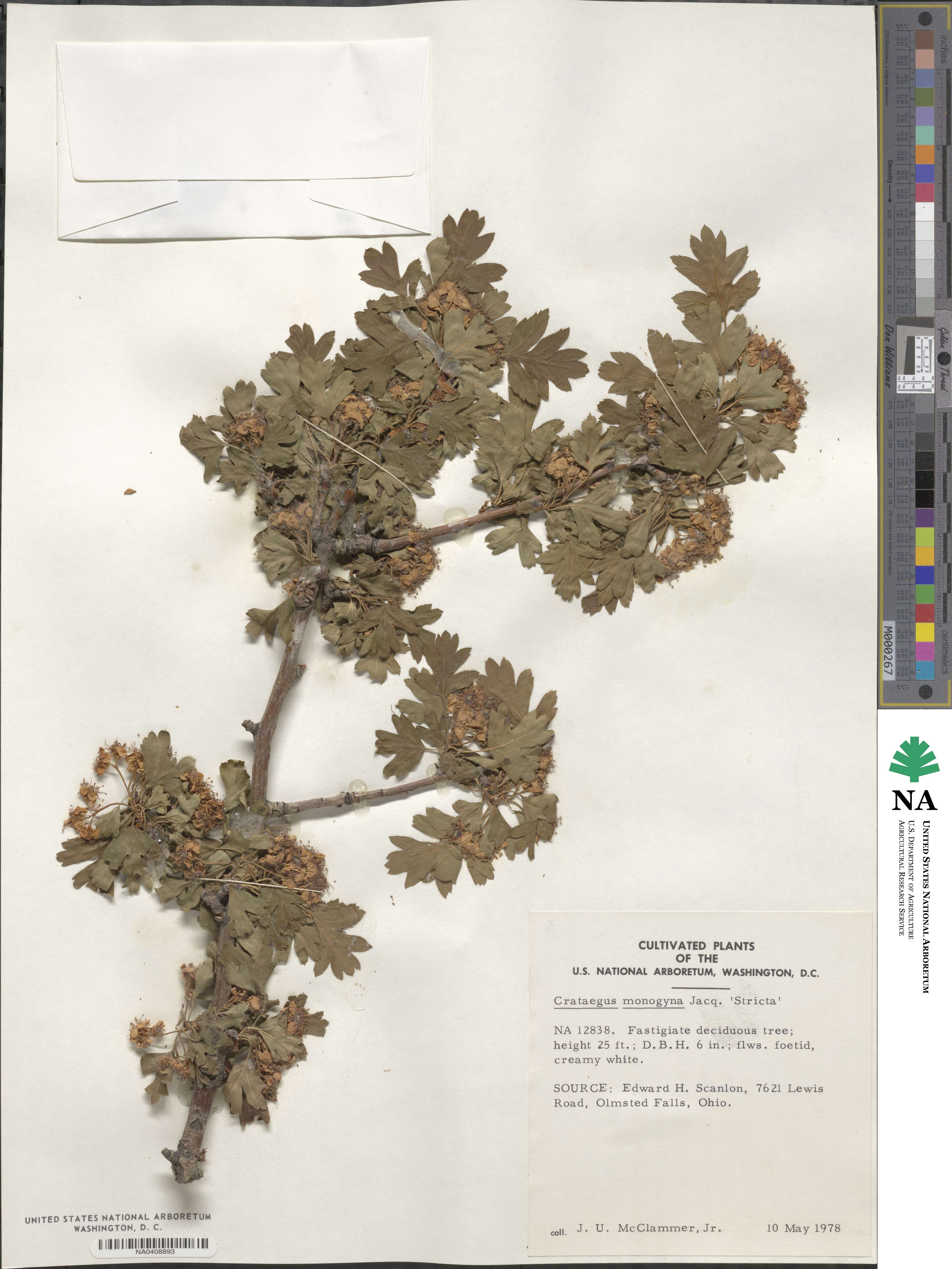 Crataegus monogyna image