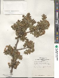 Crataegus monogyna image