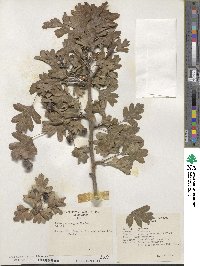 Crataegus monogyna image