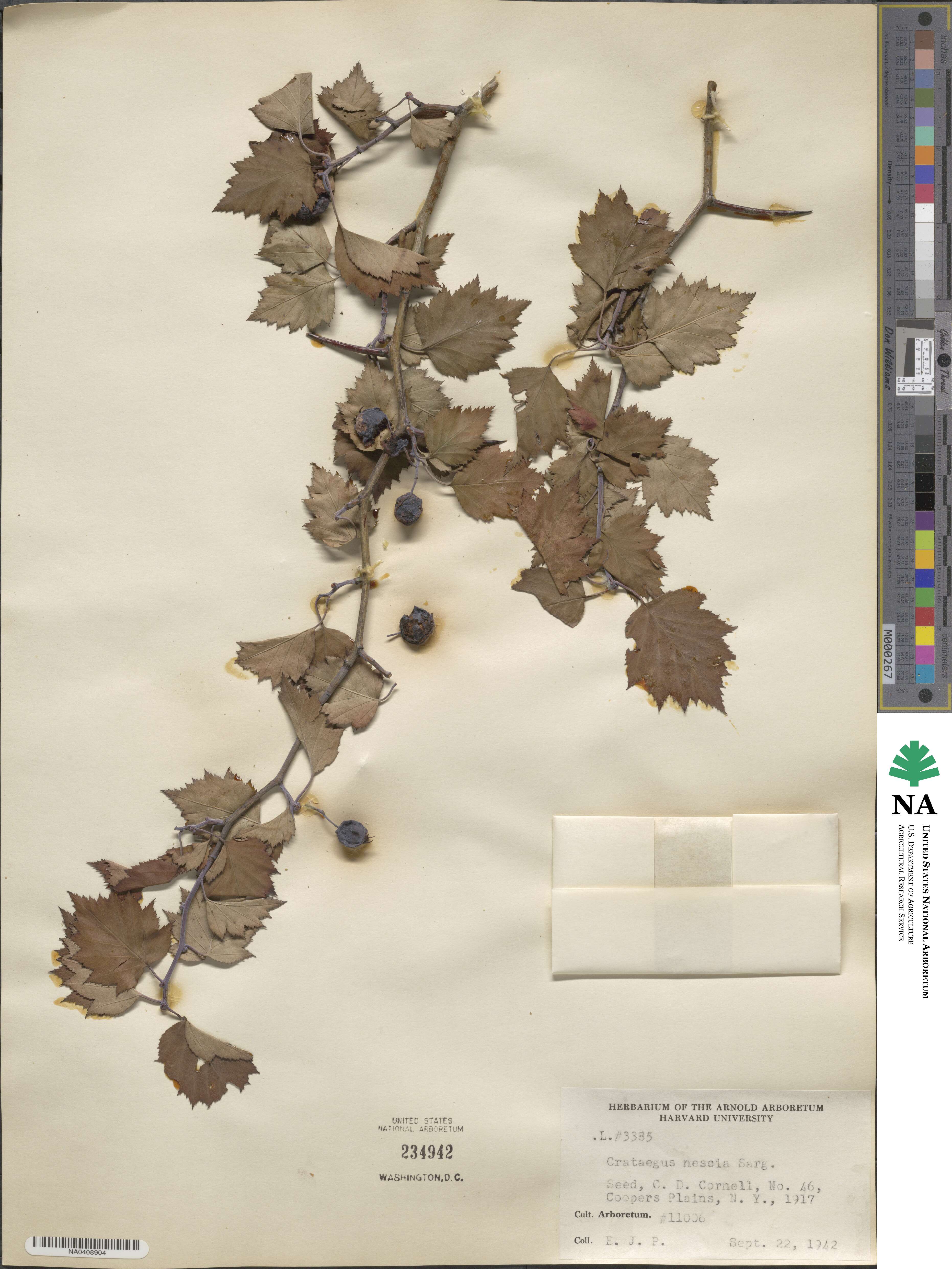 Crataegus nescia image