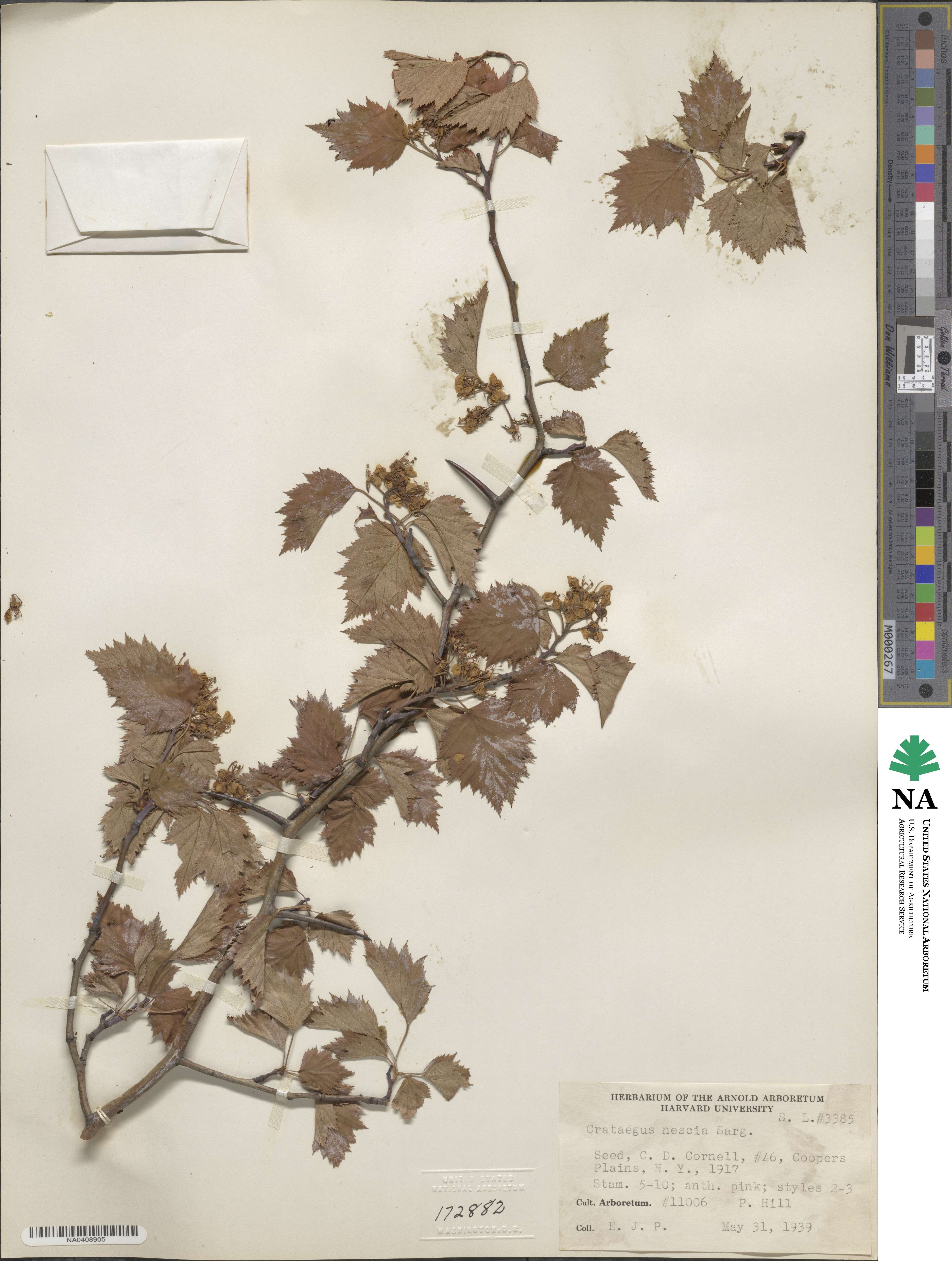 Crataegus nescia image