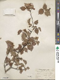 Crataegus nescia image