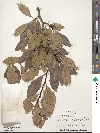 Crataegus opaca image