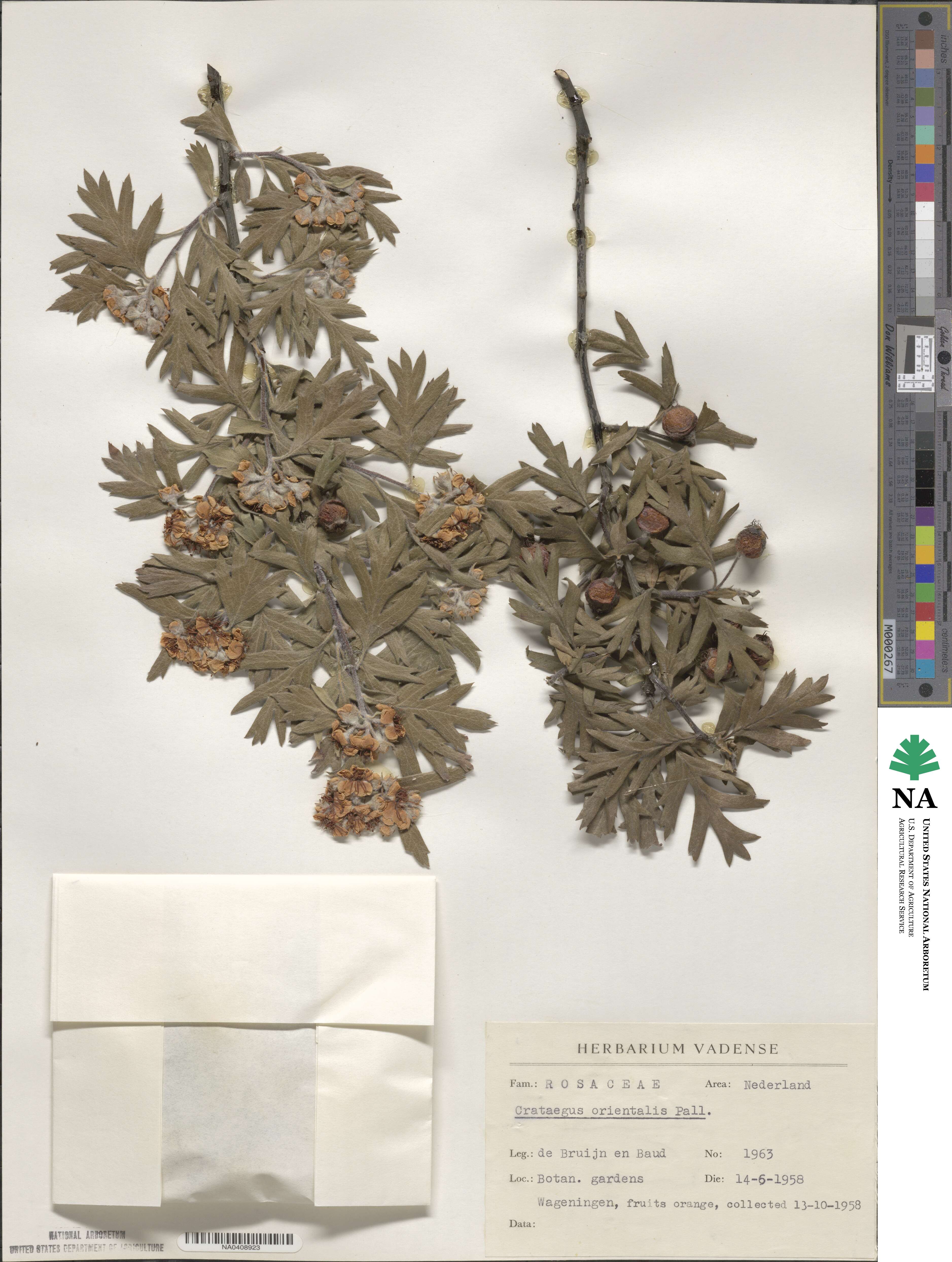 Crataegus orientalis image