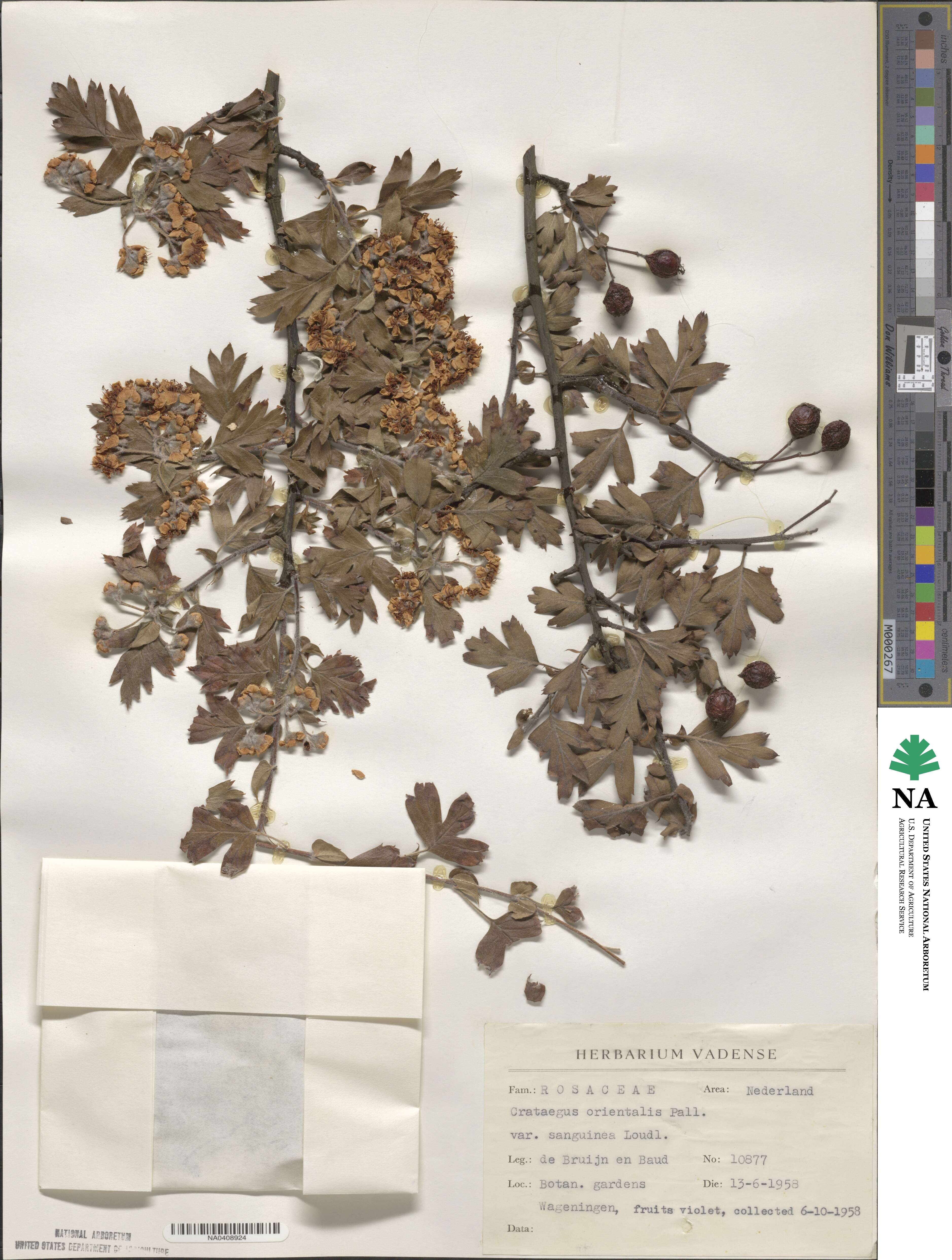 Crataegus orientalis subsp. orientalis image