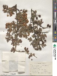 Crataegus orientalis subsp. orientalis image