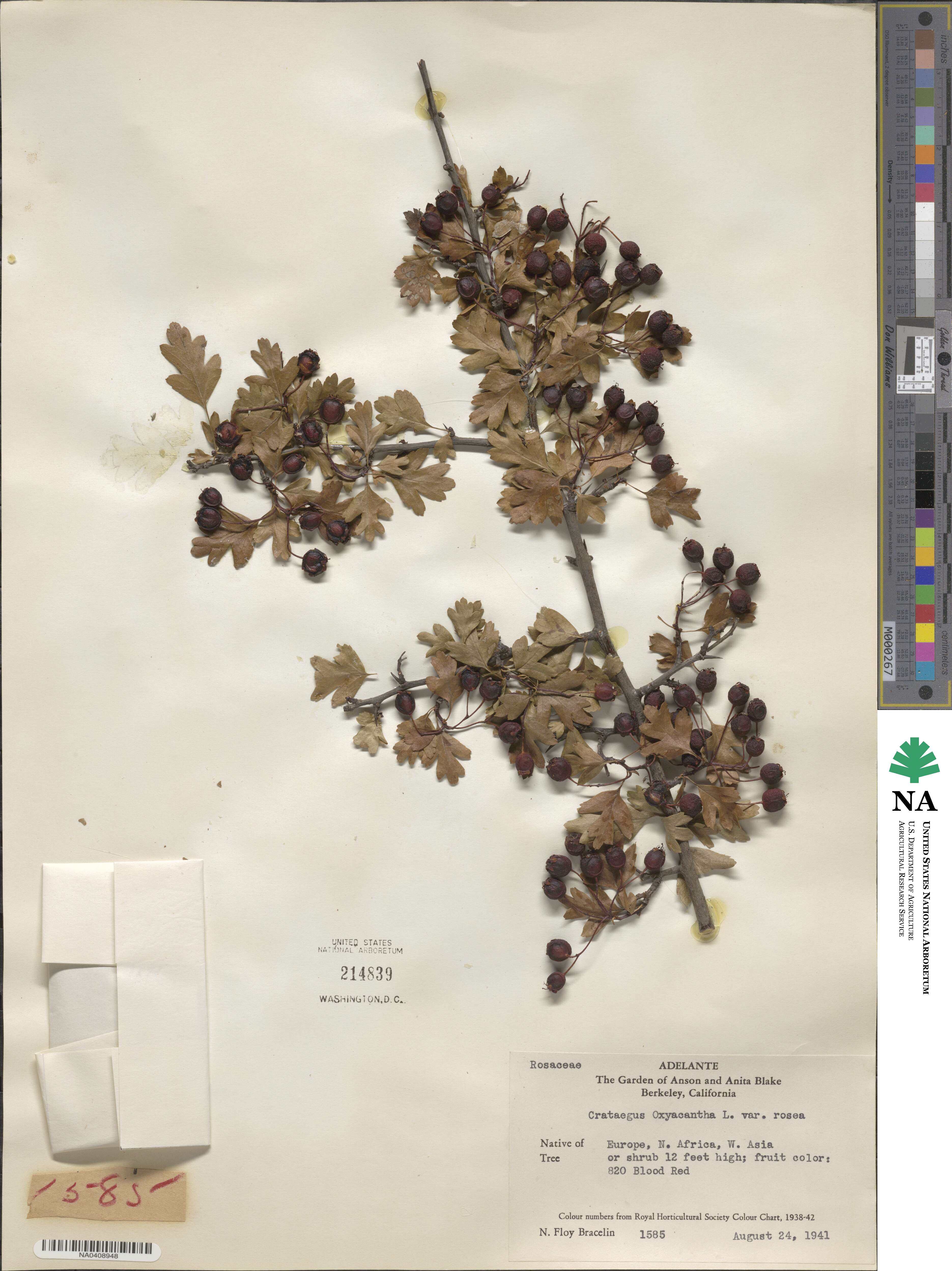 Crataegus × media image